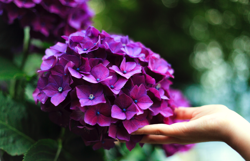 Close-up of hand reaching out to a purple hydrangea flower.
