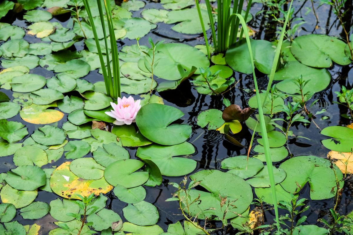 Close up of the pond with lily pads and a lotus