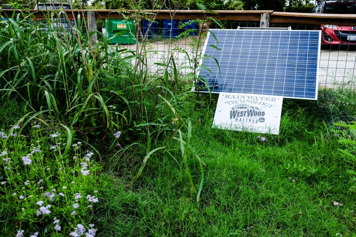 Small solar panel with tall grass and flowers around it.