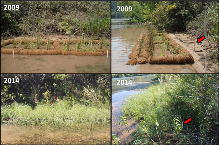 Before and after pictures of two coir log shoreline stabilization sites on Lake Austin from the study conducted from 2009-2014. 