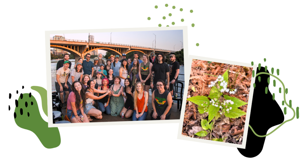 Left: Lindsay and volunteers on a boat under Congress Avenue Bridge at an Austin Bat Refuge volunteer appreciation event; Right: Shrubby Boneset (Ageratina havanensis) which Linday says is, "a great native to the Hill Country bat garden plant for attracting moths."